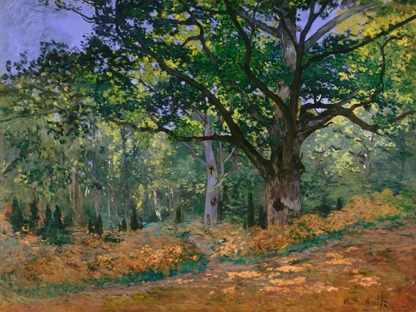 La quercia di Bodmer, foresta di Fontainebleau
