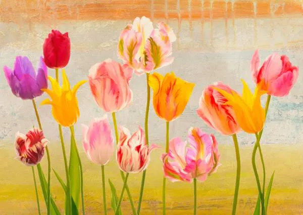 Tulipani d'estate