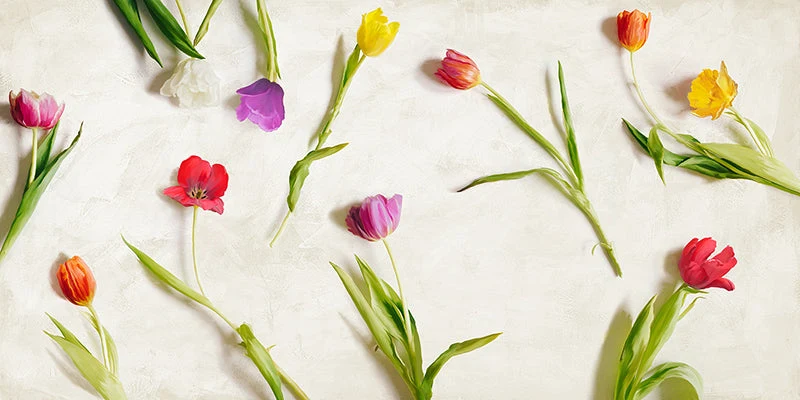 Cut Tulips