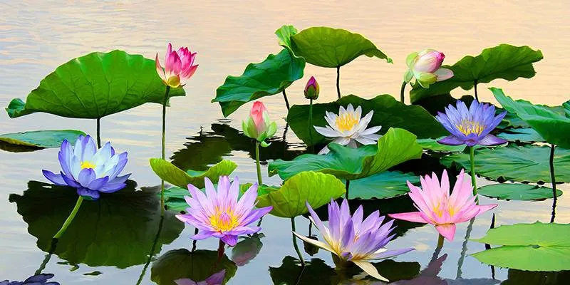 Flowered Pond