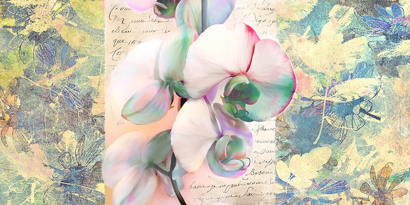 Kaleidoscope Orchid
