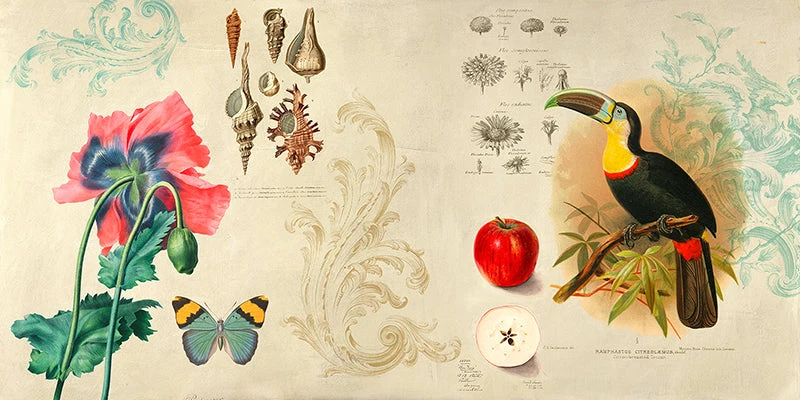 Cabinet of Curiosities II