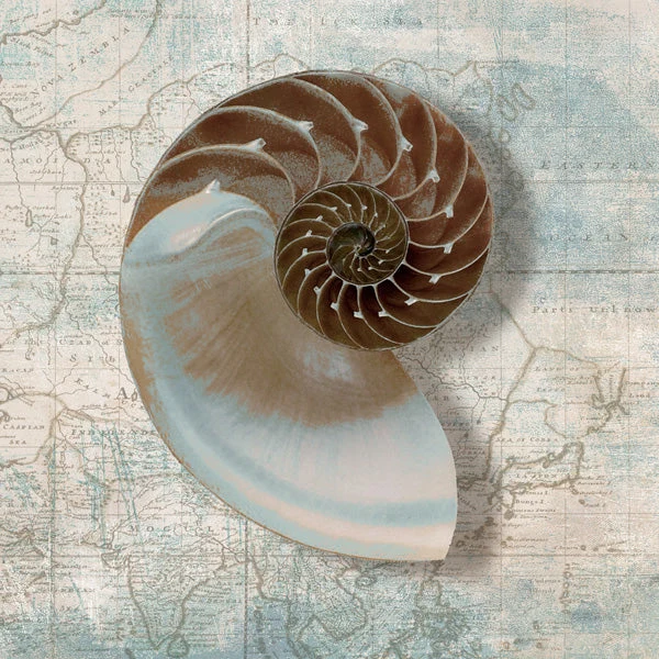 Nautilus