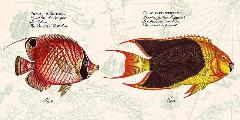 Tropical fish III, After Bloch