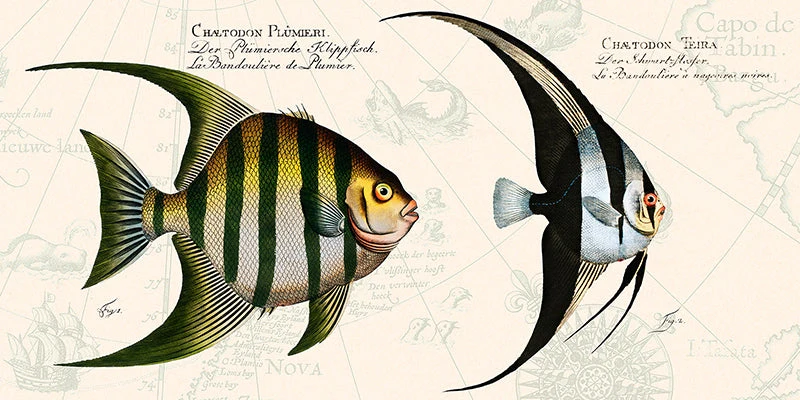 Tropical fish II, After Bloch