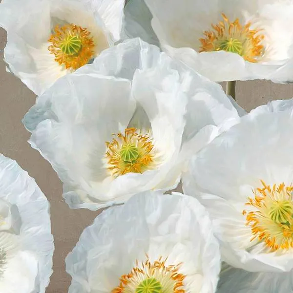 Poppies on Taupe II