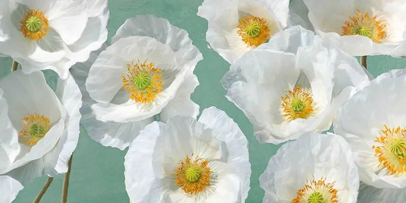 Poppy Arrangement (Mint)