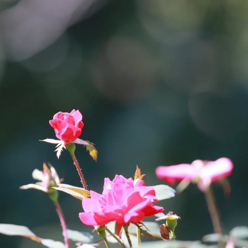 Gardenaria Rosa 'Double Pink Knock Out' Meilland - Rosa da giardino Altezza: 30/40 cm (vaso19)