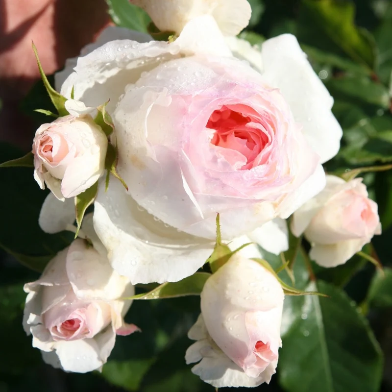 Gardenaria Rosa 'Stephanie Baronin zu Gutenberg' - Rosa da giardino Altezza: 30/40 cm (vaso22)