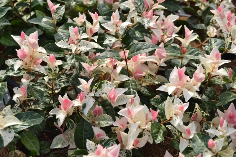 Gardenaria Falso Gelsomino - Trachelospermum asiaticum 'Tricolor' - Arbusto ornamentale da giardino Altezza: 50/70 cm (vaso19)
